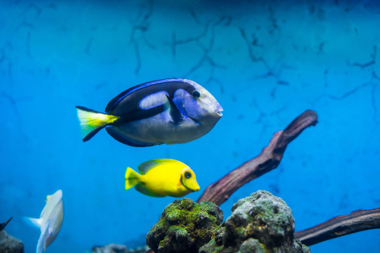 Crafting Captivating Headlines: Your awesome post title goes here A vibrant underwater scene featuring colorful tropical fish swimming in an aquarium.