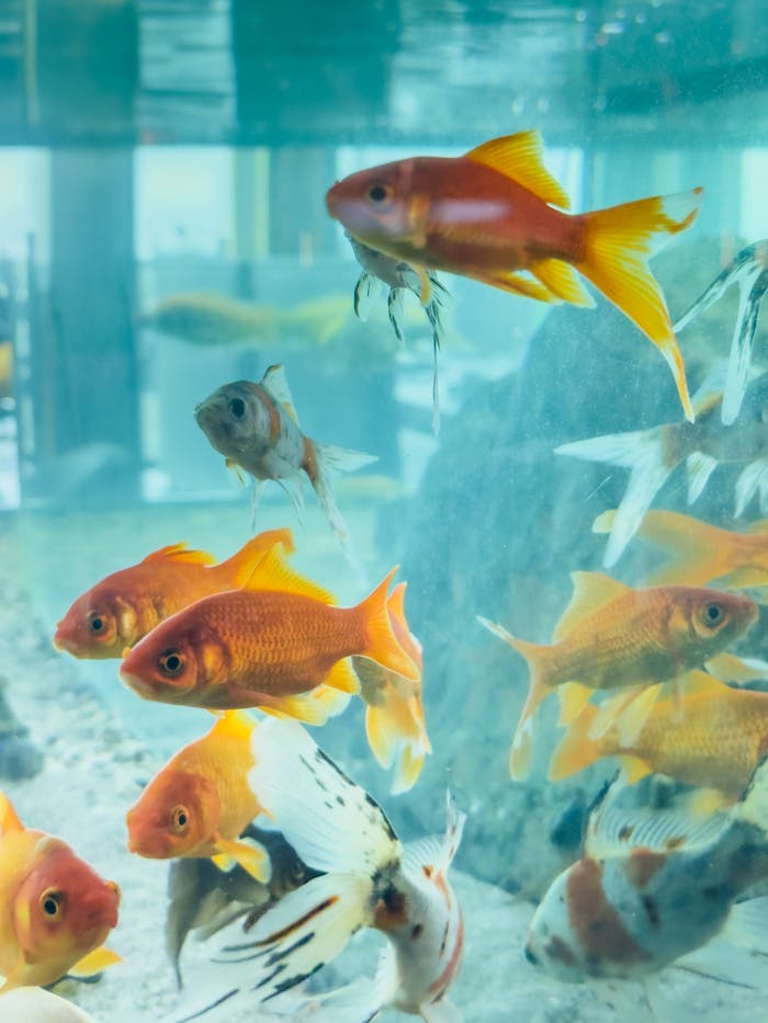 services-02 Colorful goldfish swimming gracefully in a clear aquarium tank.