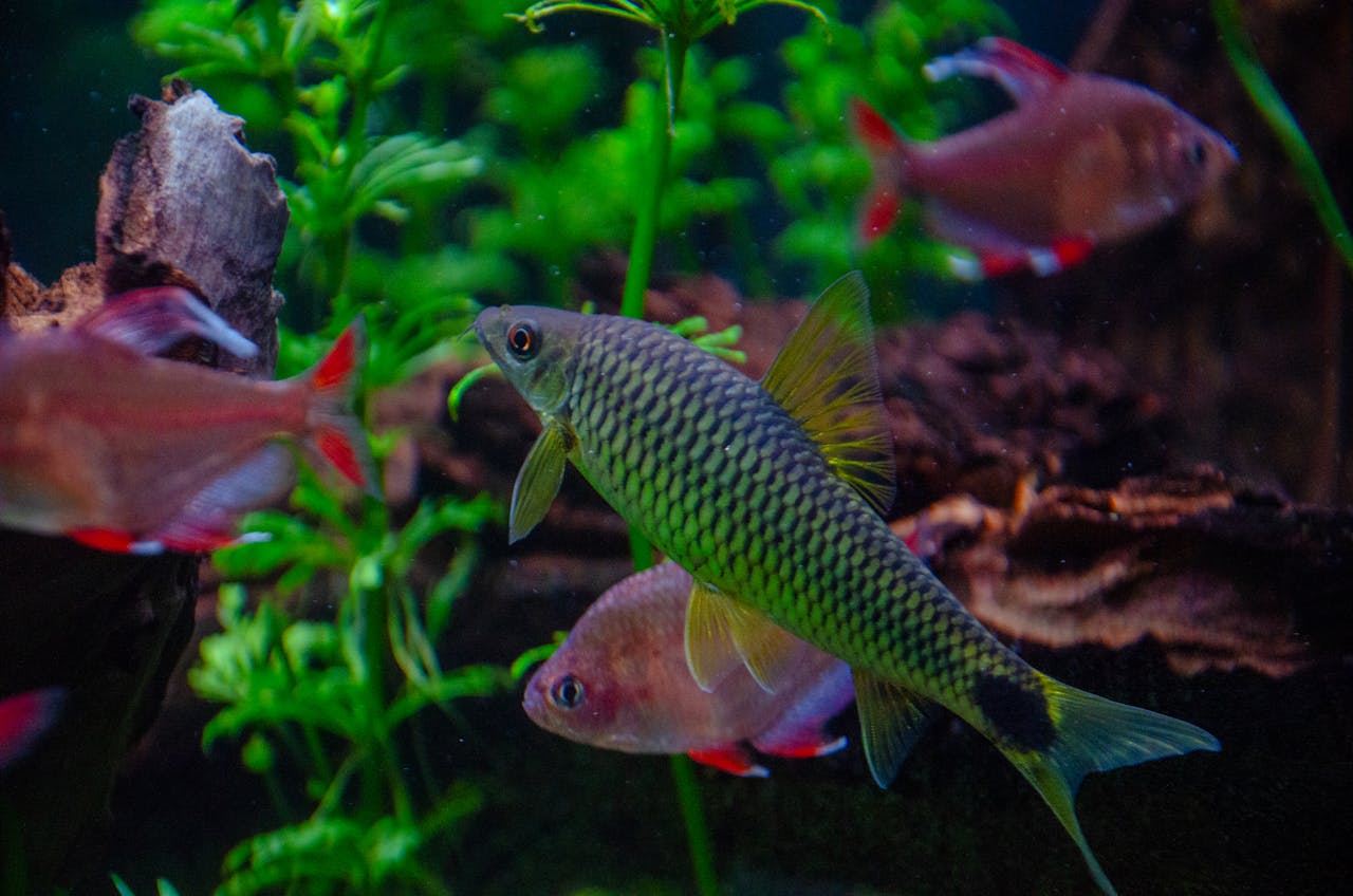 services-01 Colorful aquarium fishes swimming among green aquatic plants. Captivating underwater scene in Villach, Austria.