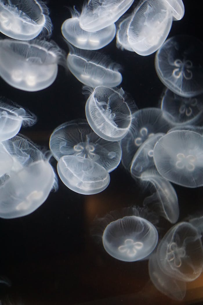 services-img Elegant jellyfish floating gracefully in an aquarium in Niigata, Japan.