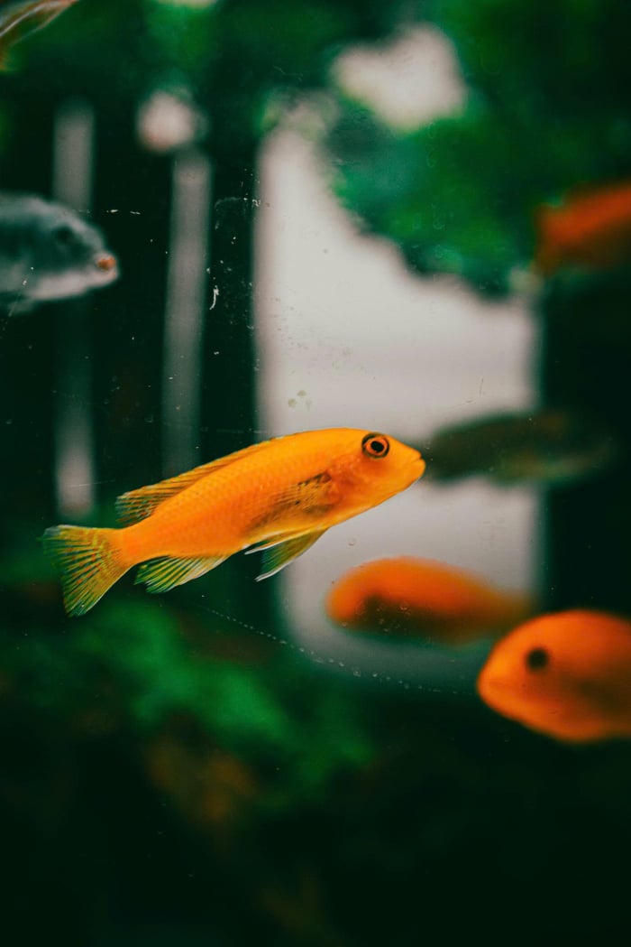 services-04 Close-up of a vibrant orange fish swimming in a lush aquarium setting.