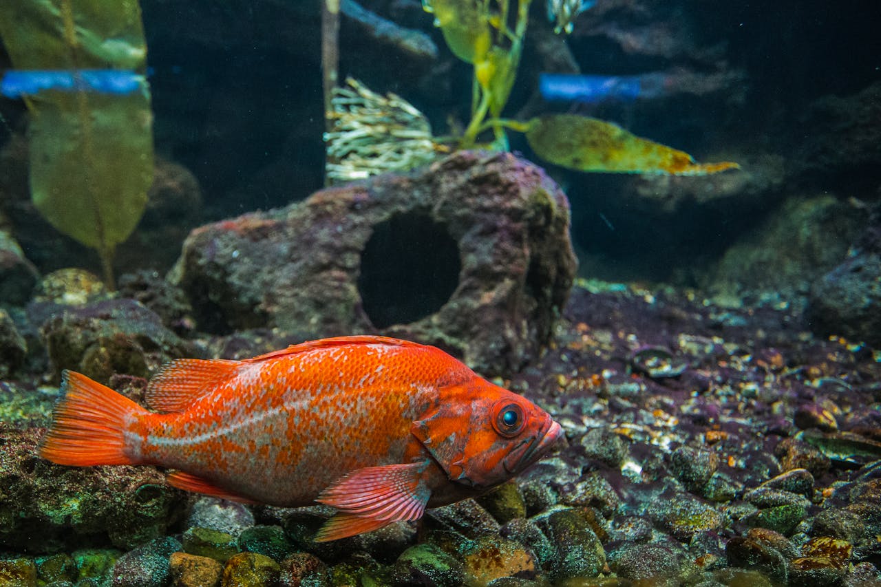 services-03 Beautiful redfish captured in a vibrant natural aquarium setting, showcasing its vivid colors.