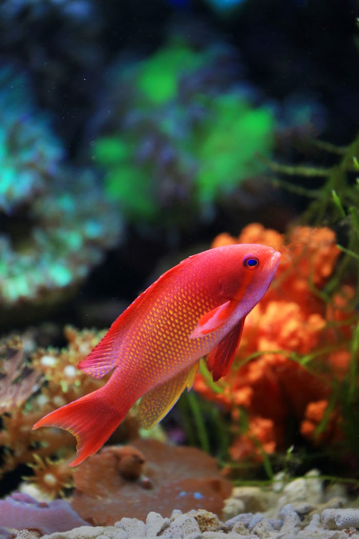The Art of Drawing Readers In: Your attractive post title goes here Colorful red fish swimming among coral in a vibrant underwater scene.